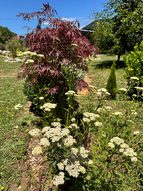 Vivero Jardin Las Quemas 11