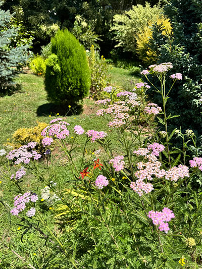 Vivero Jardin Las Quemas 7