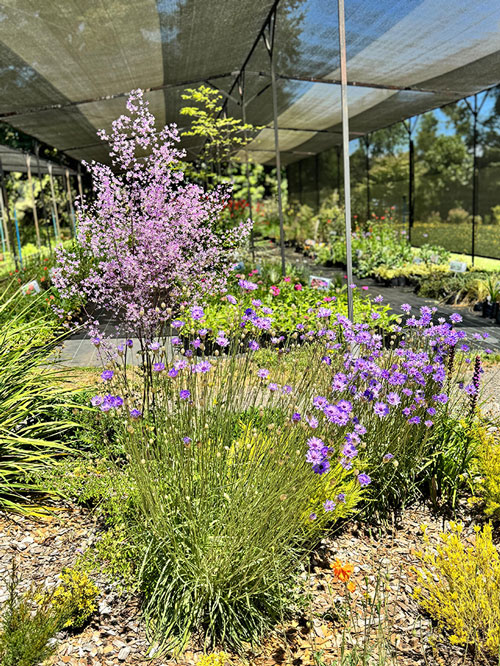 Vivero Jardin Las Quemas 8